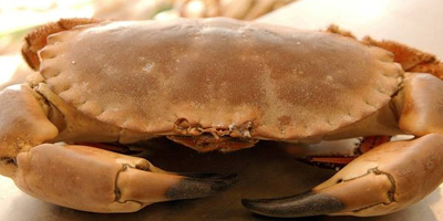 Cromer Crab